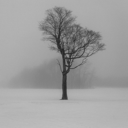 Standing in the Fog_
